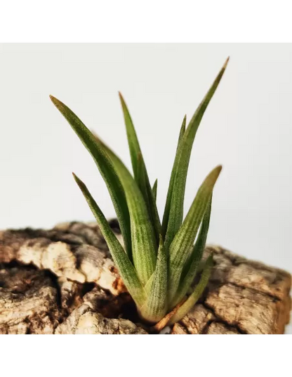 Tillandsia Ericii