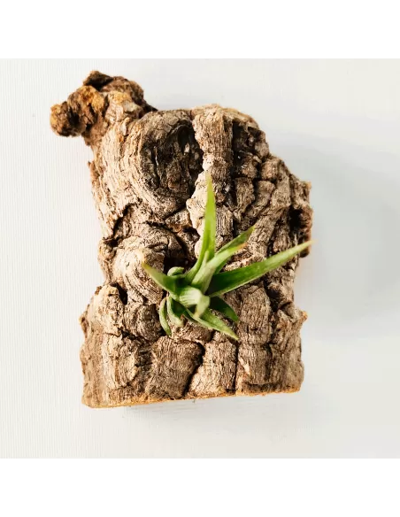 Tillandsia Ericii
