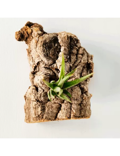 Tillandsia Ericii