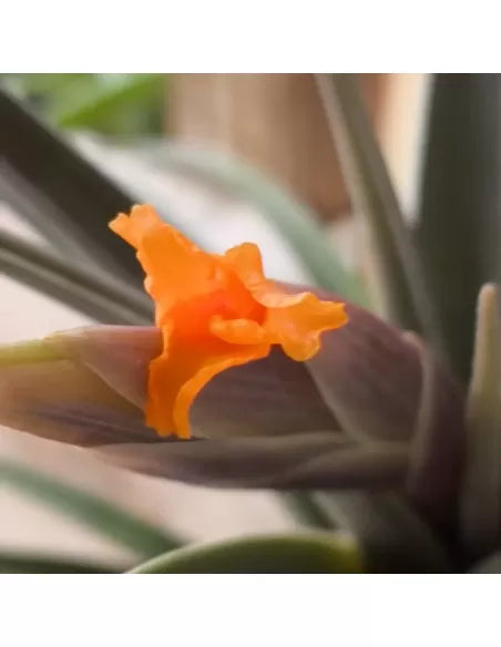 Tillandsia Ericii