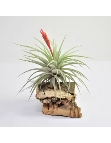 Tillandsia Espinosae