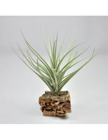 Tillandsia Exselsa