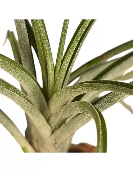 Tillandsia Exserta X Fasciculata