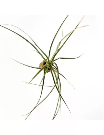 Tillandsia Exserta X Fasciculata