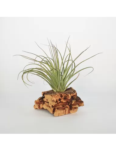 Tillandsia Feather Duster