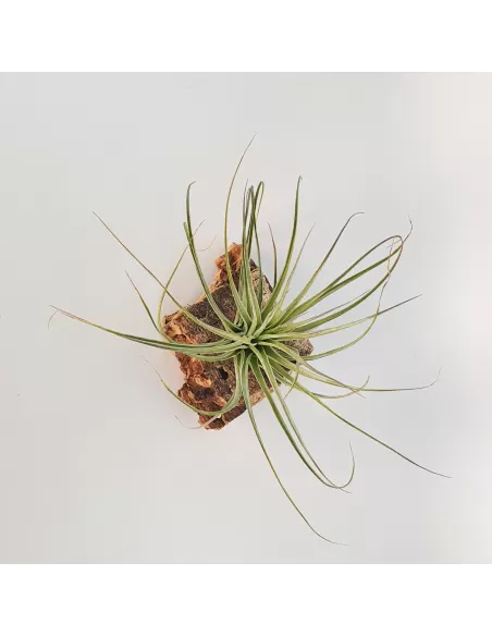 Tillandsia Feather Duster