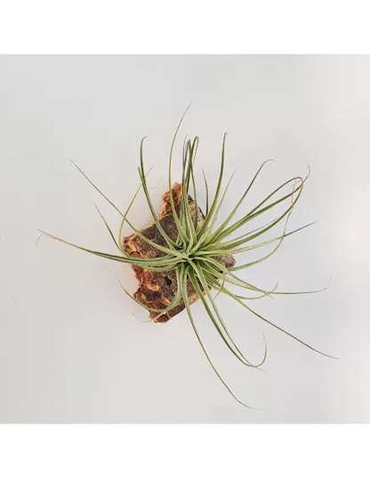 Tillandsia Feather Duster