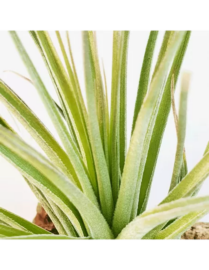 Tillandsia Feather Duster