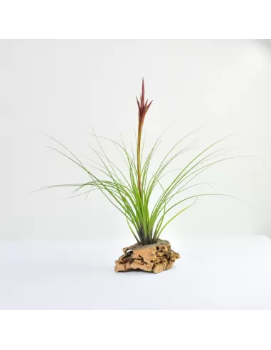 Tillandsia Festucoides