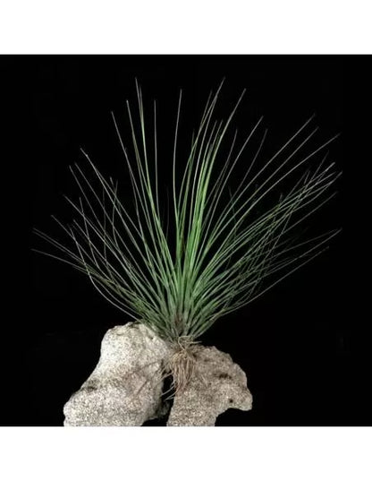 Tillandsia festucoides