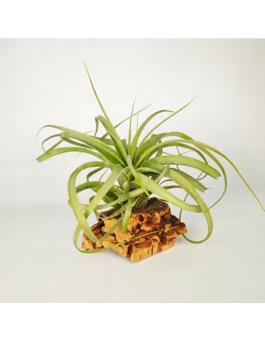 Tillandsia Firestorm