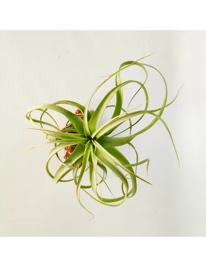 Tillandsia Firestorm
