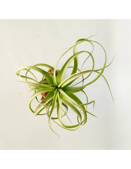 Tillandsia Firestorm