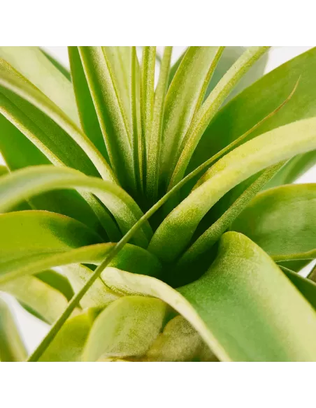 Tillandsia Firestorm
