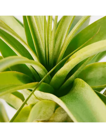 Tillandsia Firestorm