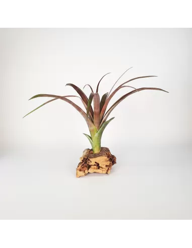 Tillandsia Flabellata Dark Leaf Spirit