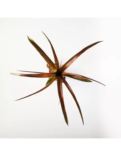 Tillandsia Flabellata Dark Leaf Spirit