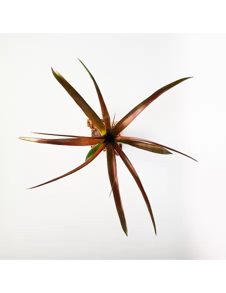 Tillandsia Flabellata Dark Leaf Spirit