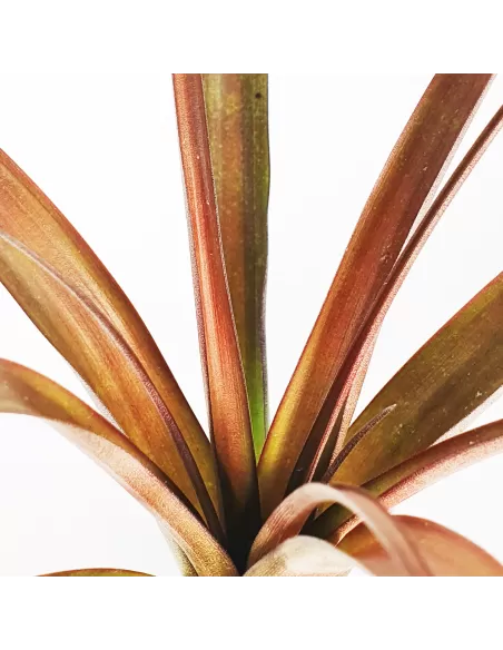 Tillandsia Flabellata Dark Leaf Spirit
