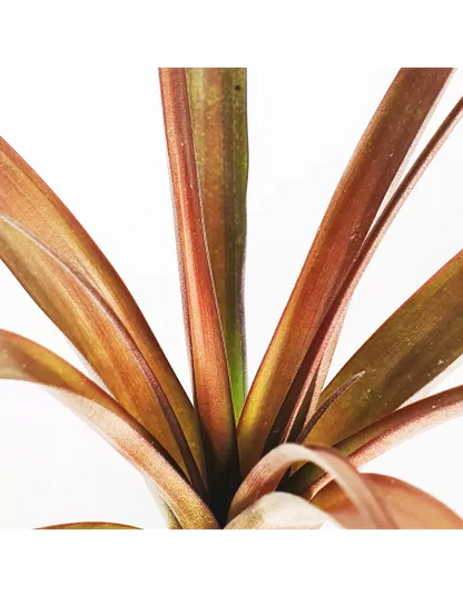 Tillandsia Flabellata Dark Leaf Spirit