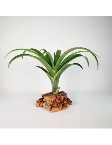 Tillandsia Flabellata Rubra