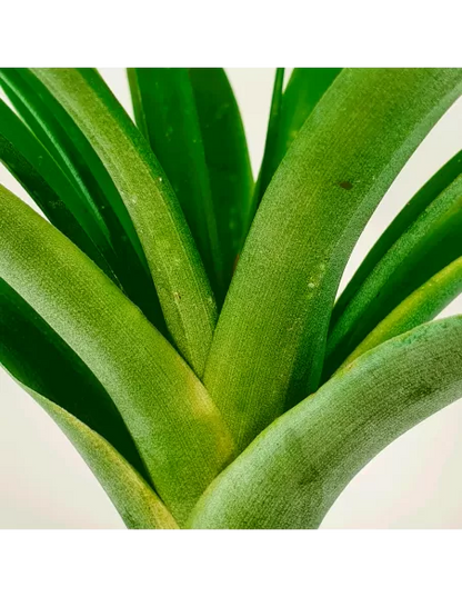 Tillandsia Flabellata Rubra