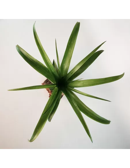 Tillandsia Flabellata Rubra