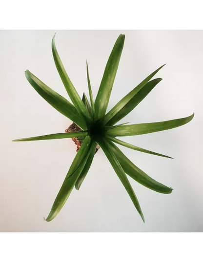 Tillandsia Flabellata Rubra