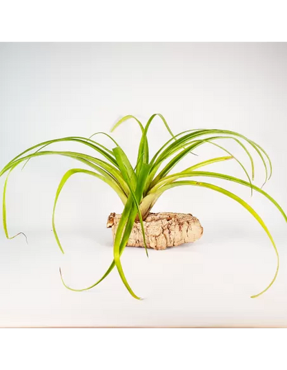 Tillandsia Flabellata Rubra