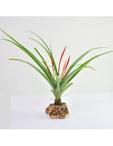 Tillandsia flabellata