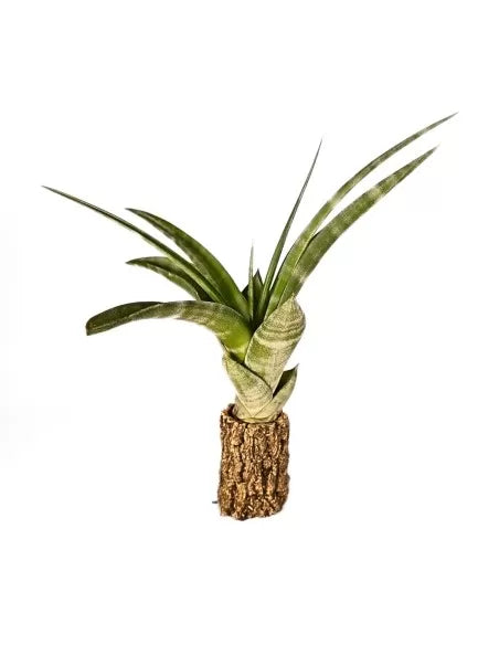 Tillandsia flexuosa Bahamas