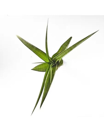 Tillandsia Flexuosa Bahamas