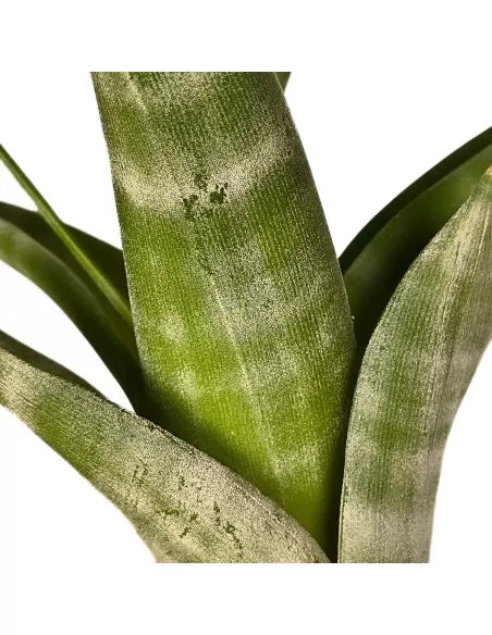 Tillandsia Flexuosa Bahamas