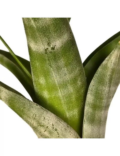 Tillandsia Flexuosa Bahamas