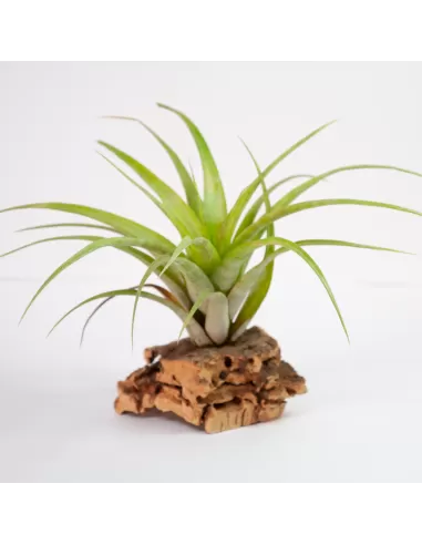 Tillandsia Flexuosa