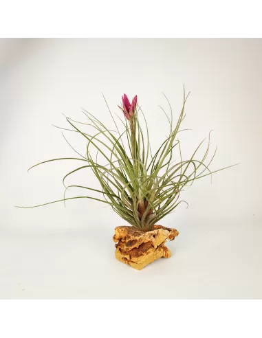 Tillandsia Floribunda