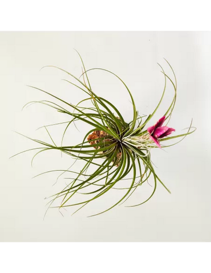 Tillandsia Floribunda