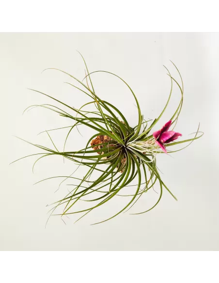 Tillandsia floribunda