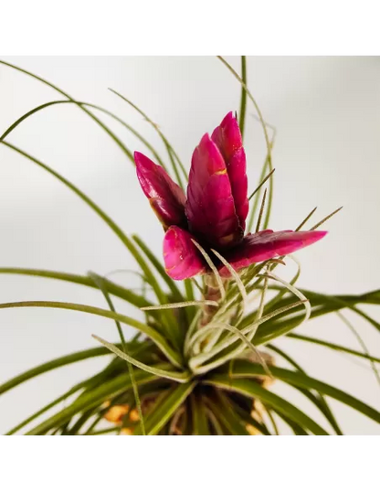 Tillandsia Floribunda