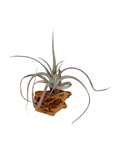 Tillandsia fresnilloensis