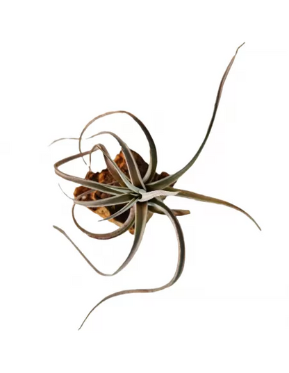 Tillandsia Fresnilloensis