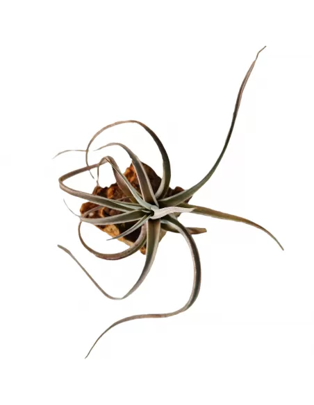 Tillandsia fresnilloensis