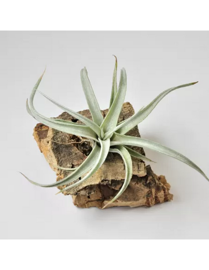 Tillandsia Fresnelloides
