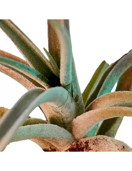 Tillandsia Fresnilloensis