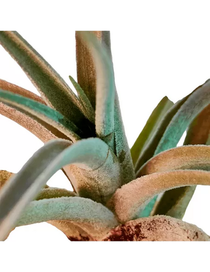 Tillandsia Fresnilloensis