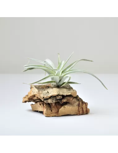 Tillandsia Fresnelloides