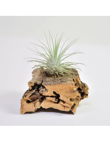 Tillandsia Fuchsii Mexico