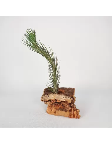Tillandsia funckiana Typ 1
