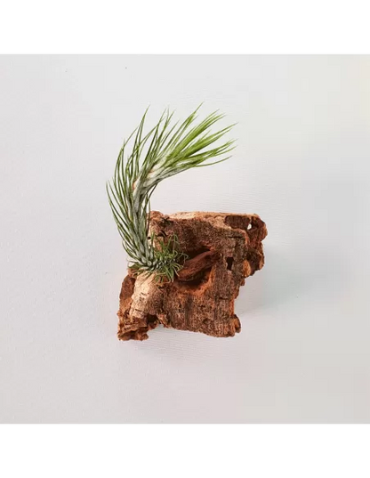 Tillandsia funckiana Typ 1