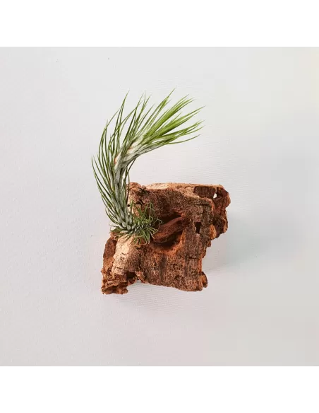 Tillandsia funckiana Typ 1